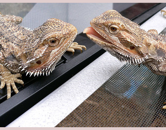 Il terrario per il drago barbuto 1463 0 Il terrario per il drago barbuto_ok